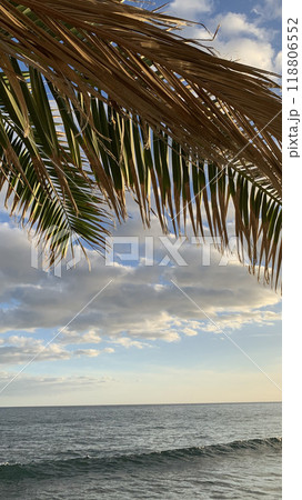 Tropical Palm Tree Against Cloudy Sky. High quality photo 118806552