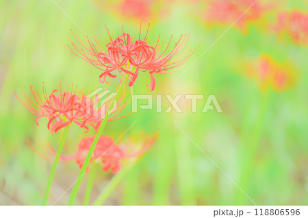 秋の訪れを告げる赤い曼珠沙華 秋の訪れを告げる赤い曼珠沙華 118806596