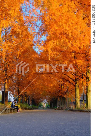 夕日に照らされる紅葉 夕日に照らされる紅葉 118806839