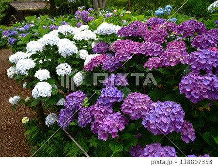 アジサイ　☆mar_lapin 118807353