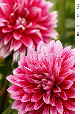 満開のダリア 満開のダリア 118808335