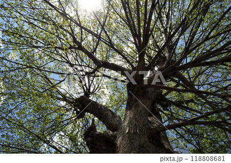 埼玉県本庄市児玉町保木野の御霊稲荷神社 118808681