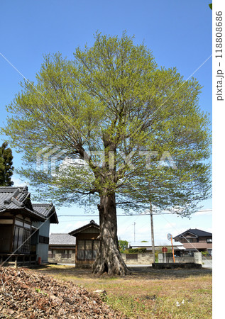 埼玉県本庄市児玉町保木野の御霊稲荷神社 118808686