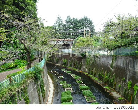 9月のせせらぎ 9月のせせらぎ 118809023