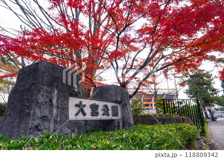 大宮公園入口(公園事務所)付近の紅葉 大宮公園入口(公園事務所)付近の紅葉 118809342