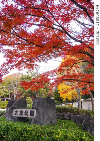 大宮公園入口(公園事務所)付近の紅葉 大宮公園入口(公園事務所)付近の紅葉 118809344