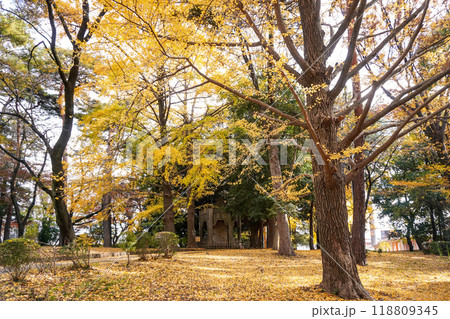 大宮公園(NACK5スタジアム大宮)付近の紅葉 大宮公園(NACK5スタジアム大宮)付近の紅葉 118809345