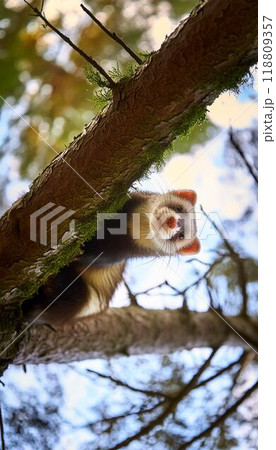 かわいらしいフェレット 118809357