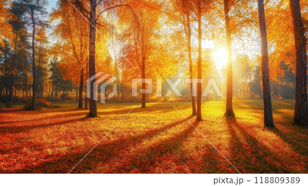Sunny autumn day in the forest 118809389