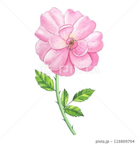 Hand drawn pink tea rose bud. Watercolor illustration Hand drawn pink tea rose bud. Watercolor illustration 118809704