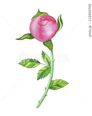 Hand drawn pink tea rose bud. Watercolor illustration 118809708