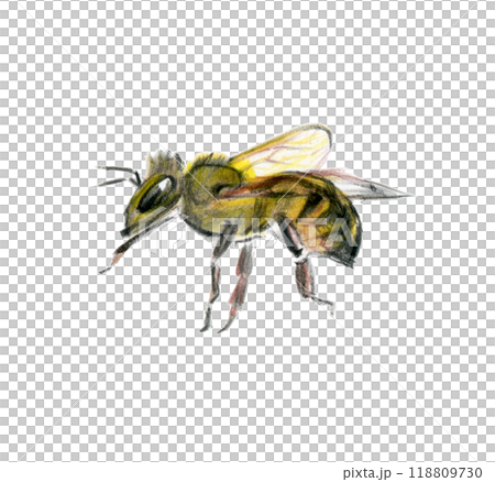 Left facing bee Left facing bee 118809730