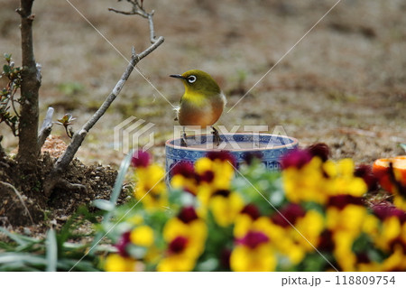庭に飛んで来たメジロ、 118809754