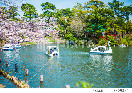 東京、洗足池の夢のような美しい桜の風景 東京、洗足池の夢のような美しい桜の風景 118809824