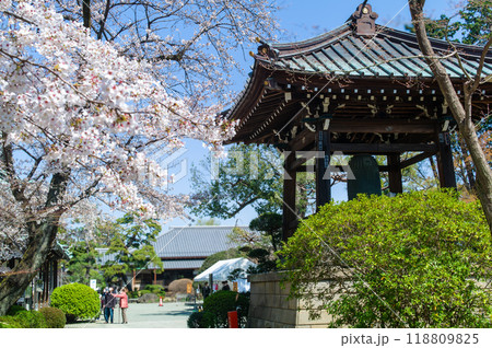 東京、世田谷区の豪徳寺の美しい桜 東京、世田谷区の豪徳寺の美しい桜 118809825