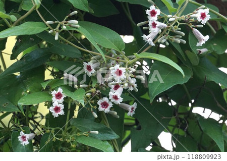 サオトメバナの花 118809923