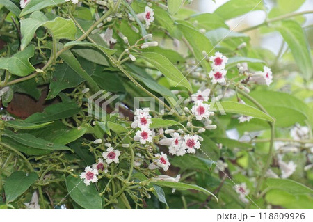 サオトメバナの花 118809926