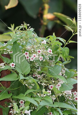 サオトメバナの花 118809928