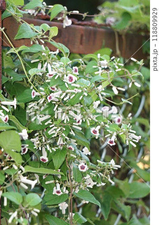 サオトメバナの花 118809929