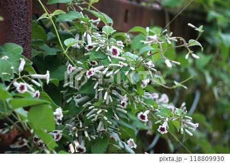 サオトメバナの花 118809930