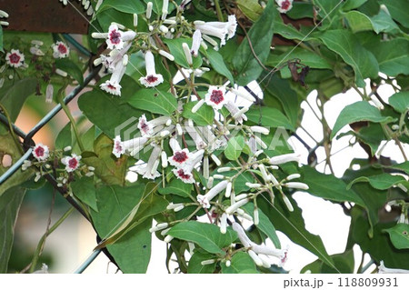 サオトメバナの花 118809931