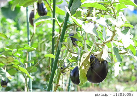 家庭菜園の丸ナス 家庭菜園の丸ナス 118810088