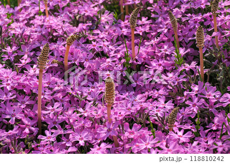 ピンクの芝桜畑に顔を出したツクシ ピンクの芝桜畑に顔を出したツクシ 118810242