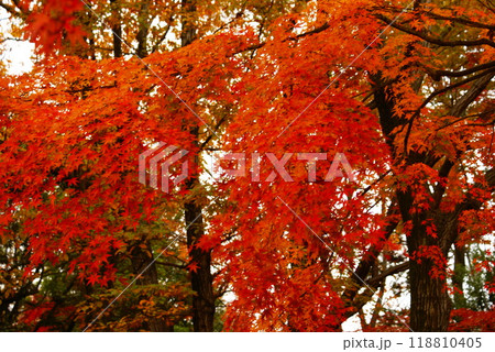 カラー　紅葉　植物　秋　噴水　公園　（2024年9月登録） 118810405