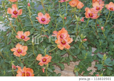ハナスベリヒユの花　 118810501