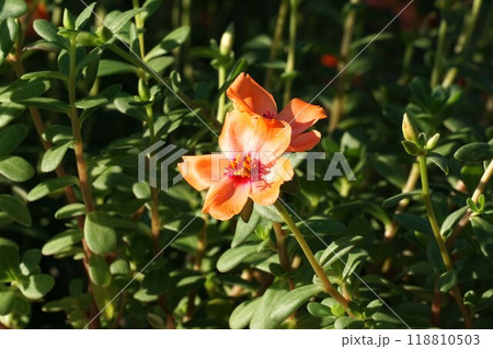 ハナスベリヒユの花　 118810503