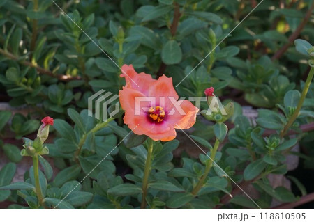 ハナスベリヒユの花　 118810505