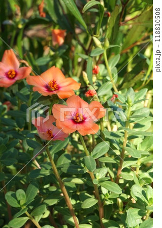 ハナスベリヒユの花　 118810508