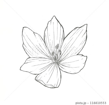 イヌサフランの花 イヌサフランの花 118810553