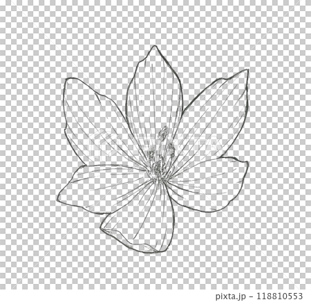 イヌサフランの花 イヌサフランの花 118810553