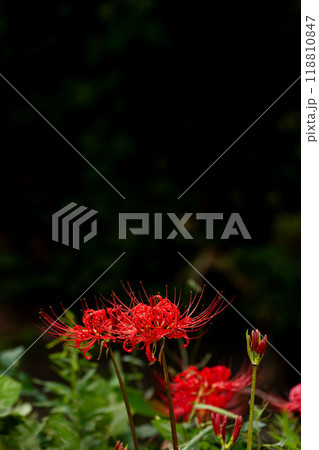 雨上がりの彼岸花 雨上がりの彼岸花 118810847