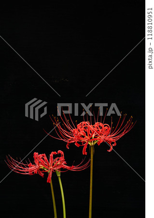 満開の彼岸花と黒い背景のコピースペース 118810951