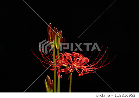 満開の彼岸花と黒い背景のコピースペース 満開の彼岸花と黒い背景のコピースペース 118810952