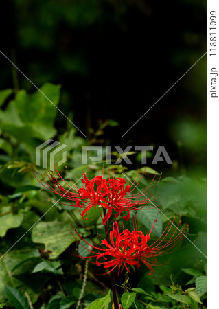 秋の野原の彼岸花 118811099