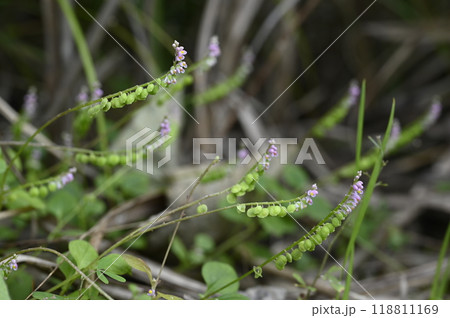 秋の草原に咲くヒナノキンチャク 秋の草原に咲くヒナノキンチャク 118811169