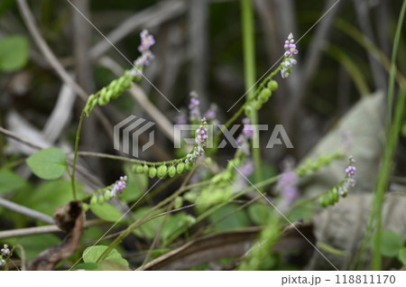 秋の草原に咲くヒナノキンチャク 118811170