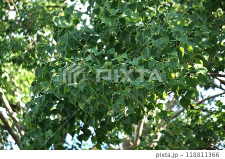 ナンキンハゼの若い実・2024年㋇　 118811366