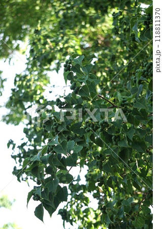 ナンキンハゼの若い実・2024年㋇　 118811370