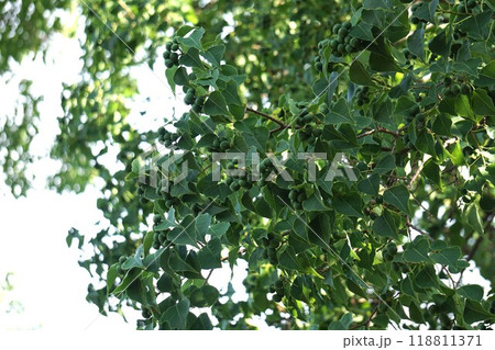 ナンキンハゼの若い実・2024年㋇　 118811371