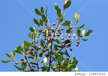 8月になり少し色づいたモッコクの実 118811503