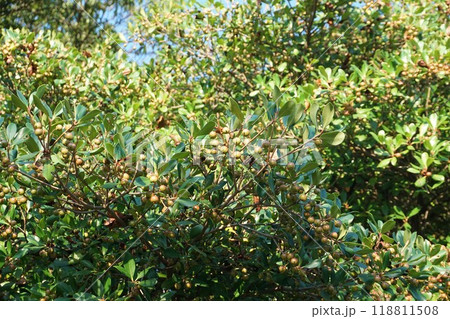 8月になり少し色づいたモッコクの実 8月になり少し色づいたモッコクの実 118811508