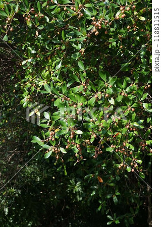 8月になり少し色づいたモッコクの実 8月になり少し色づいたモッコクの実 118811515