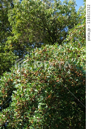 8月になり少し色づいたモッコクの実 8月になり少し色づいたモッコクの実 118811522