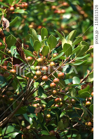 8月になり少し色づいたモッコクの実 8月になり少し色づいたモッコクの実 118811526