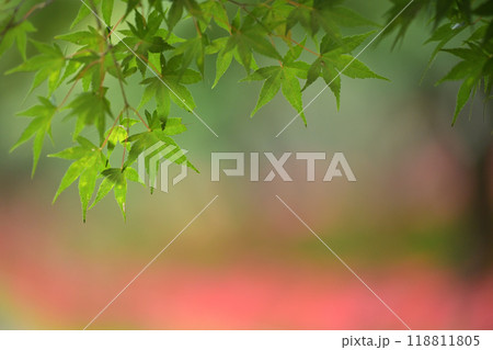 モミジ 118811805