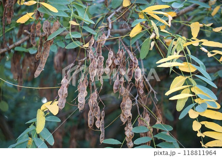 ニセアカシア・2024年9月　 118811964